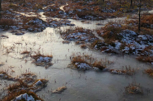 Всемирный день водно-болотных ресурсов