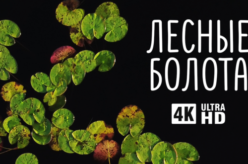 Лесные болота