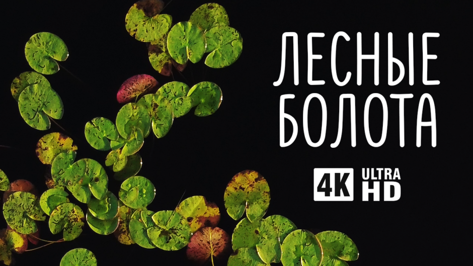 Лесные болота
